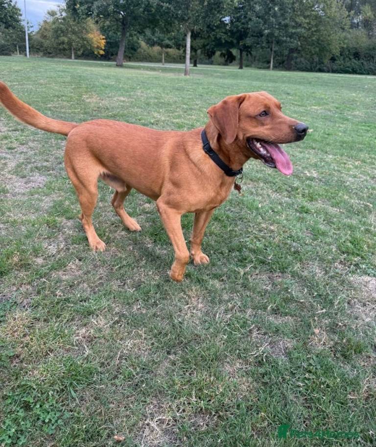 1 year old Red Fox Lab looking for forever home 💙