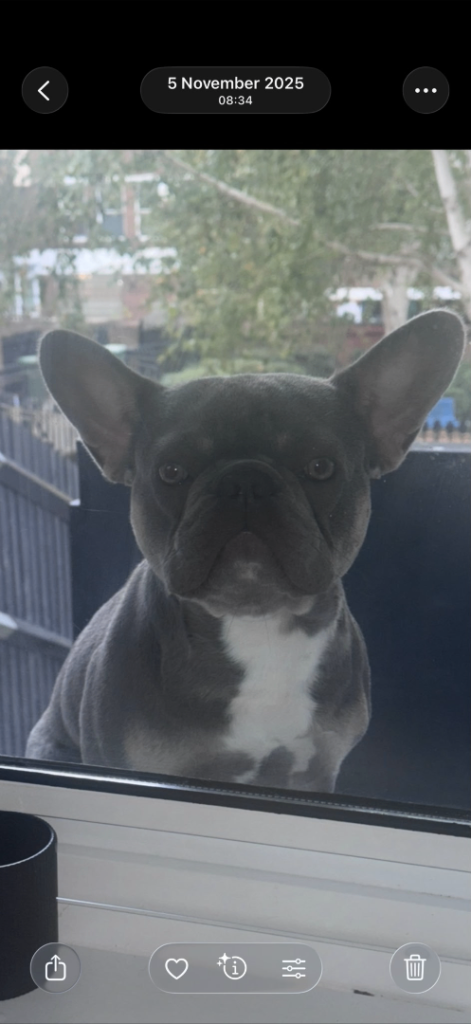 Male French bull dog 
