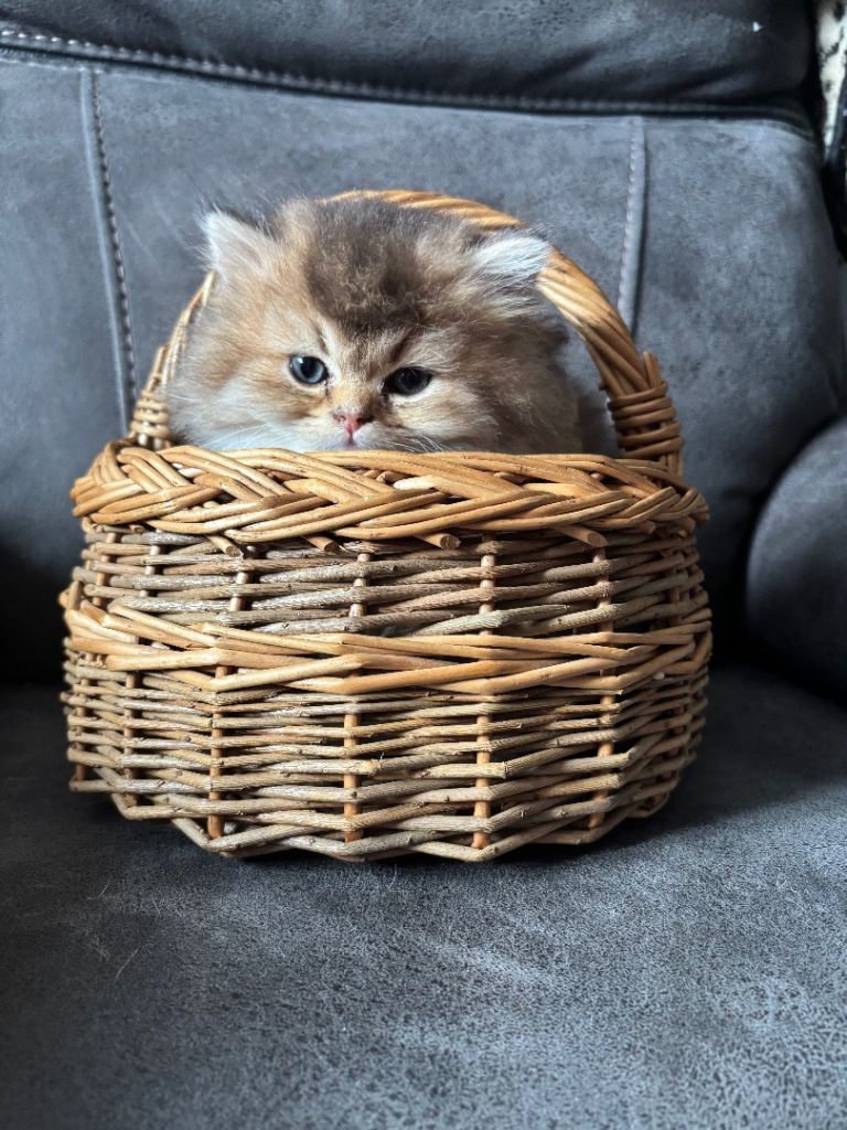 GCCF registered British Long and Shorthaired kittens