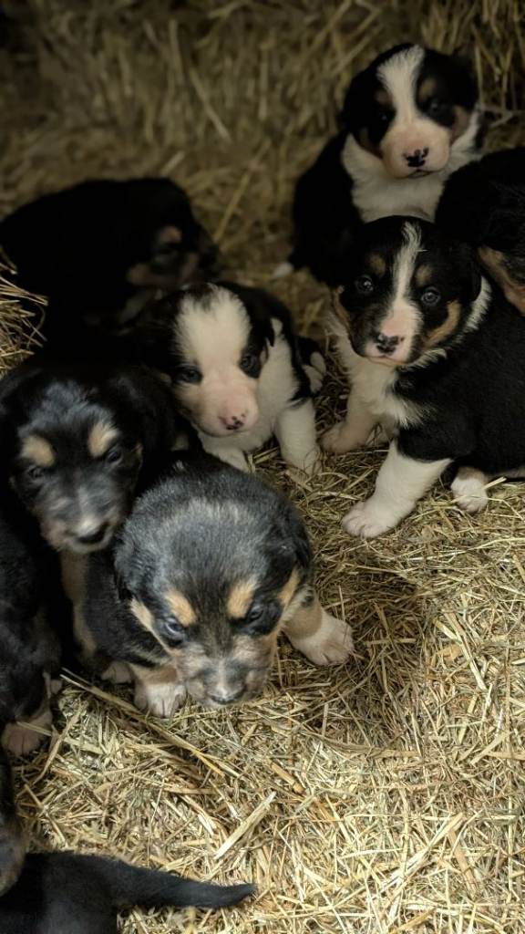 Tricolour border Collie / Lab puppy's 