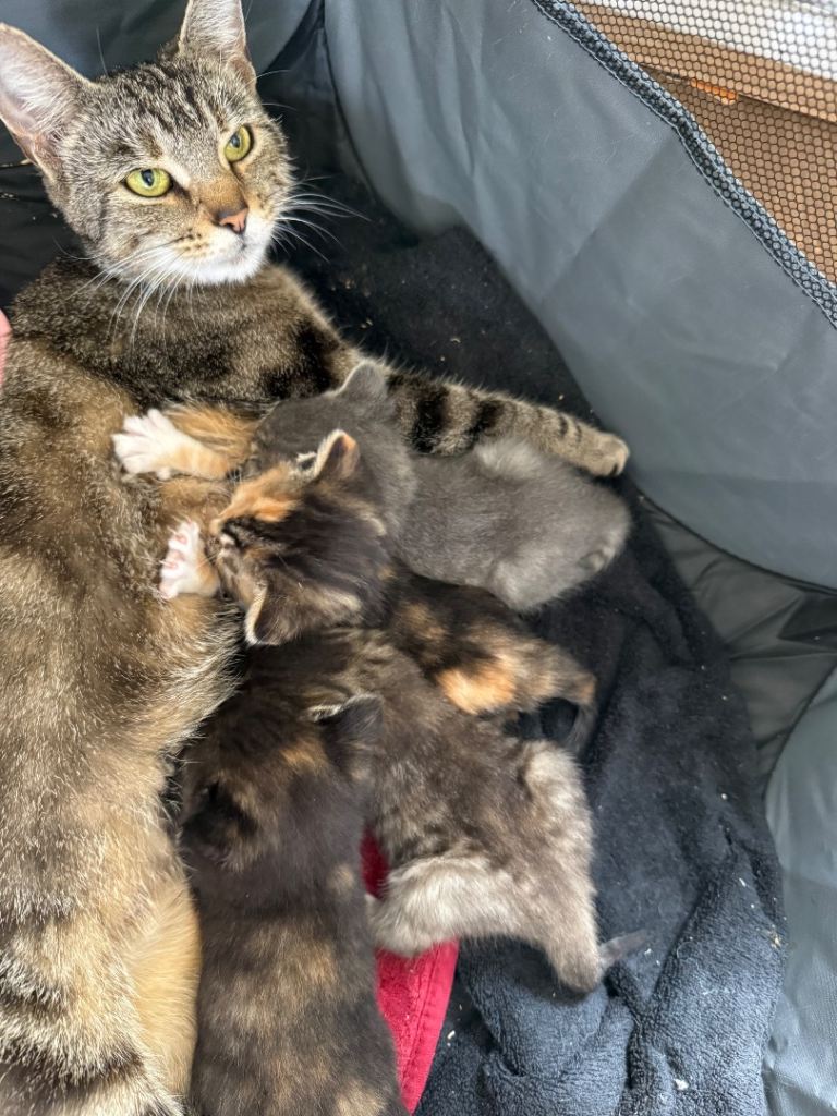 Adorable Kittens Looking for Forever Homes