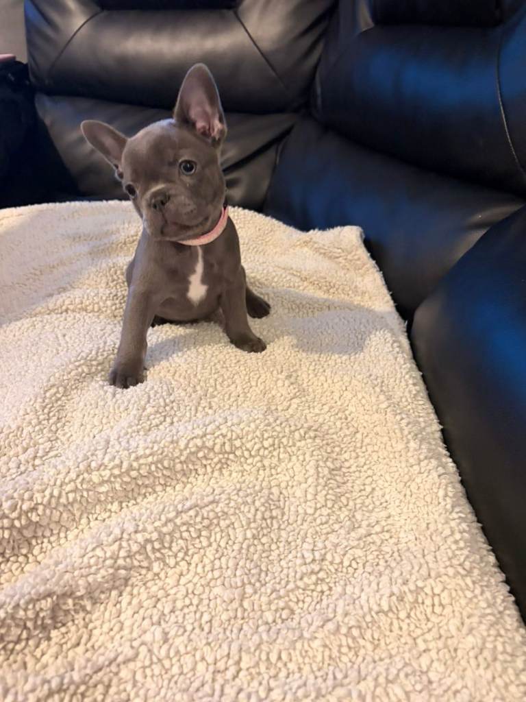 READY TO GO French bulldog puppies 