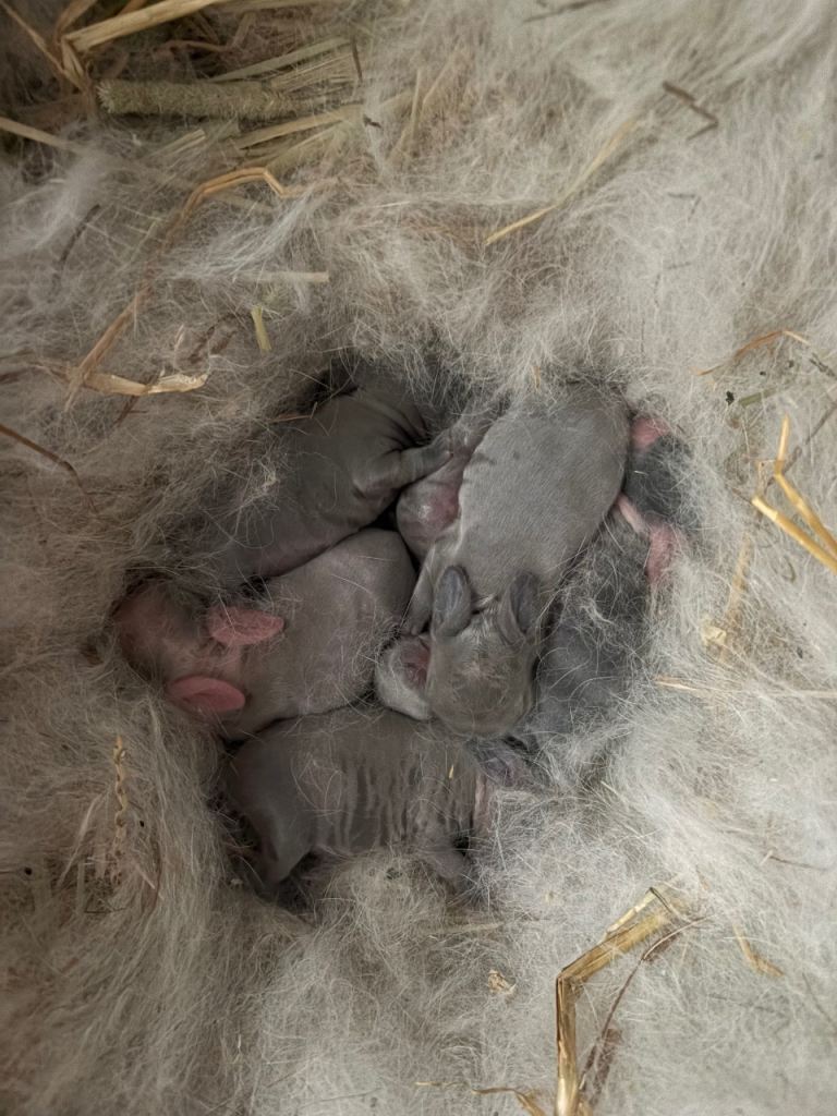 Baby Mini Lops