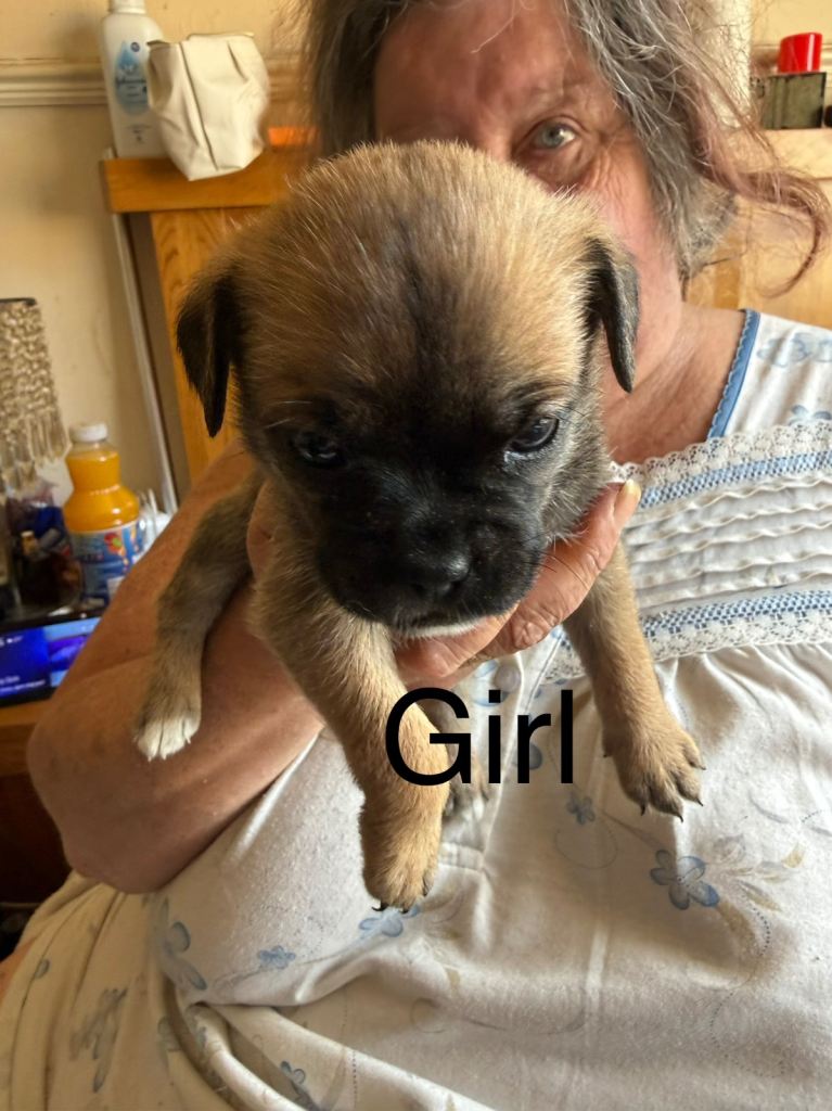 Puppies for sale