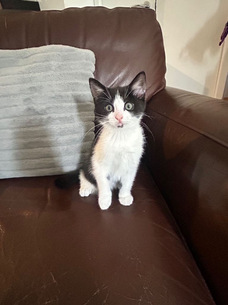2 kittens for sale (Currently Reserved)