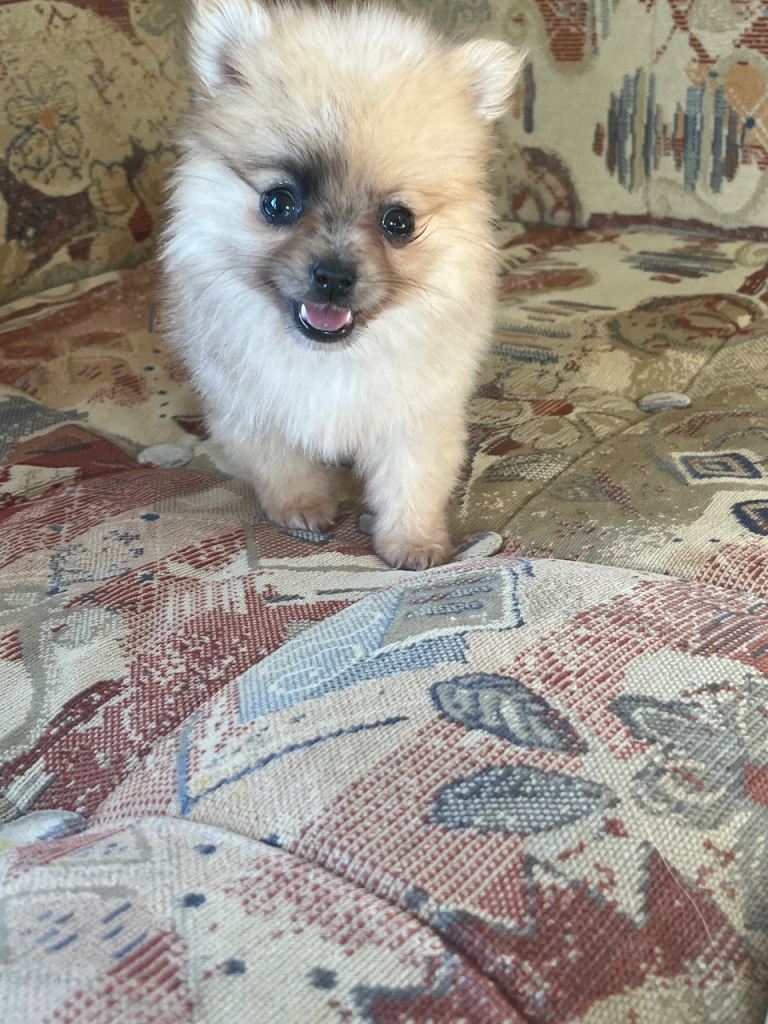 Beautiful Pomeranian puppies