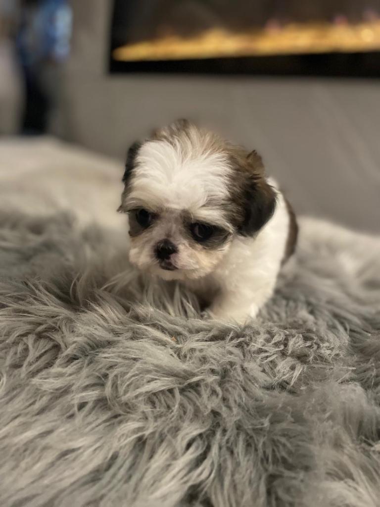 Adorable imperial Shih Tzu puppies 🐶 