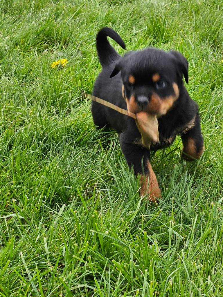Rottweiler pups
