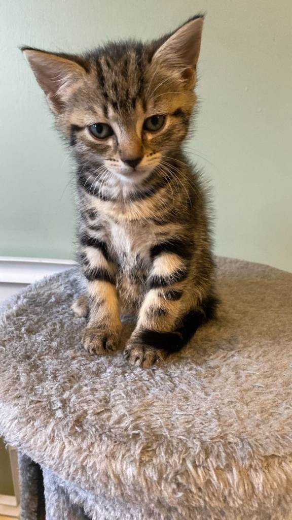 Kittens for sale