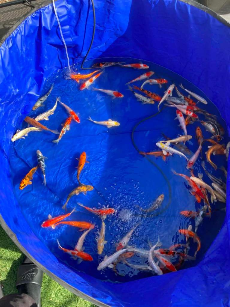 7-8” koi 