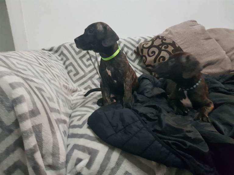 Staffordshire bull terrier puppies 