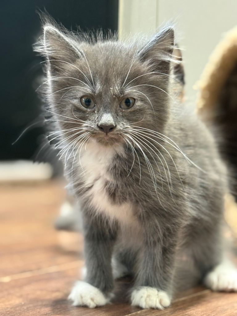 Gorgeous grey kitten 