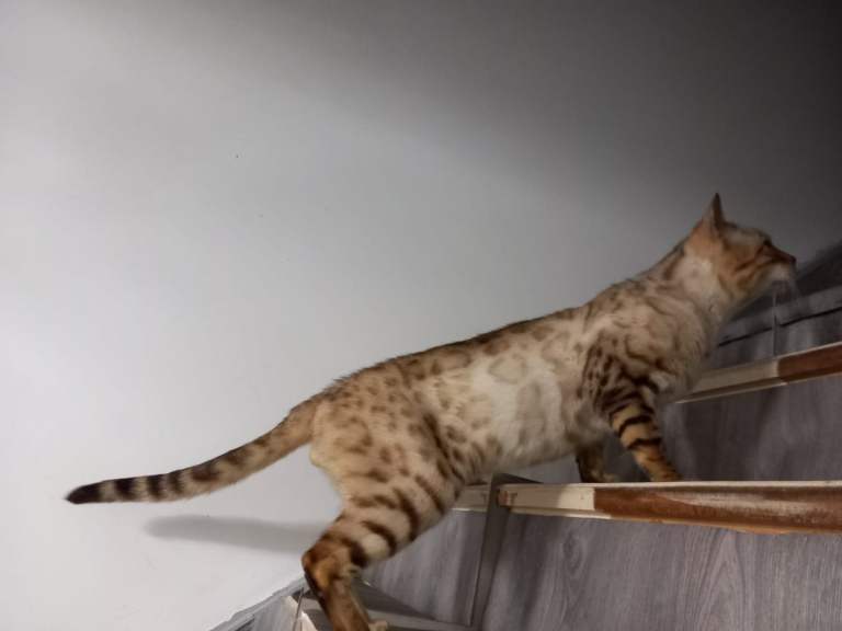 Snow bengal 