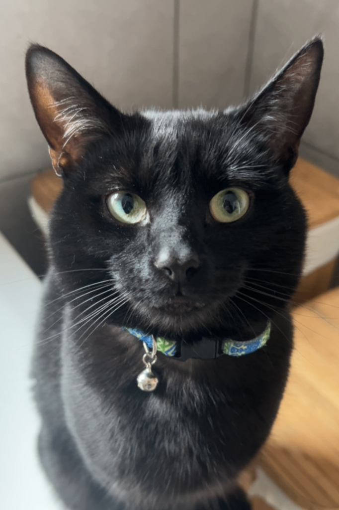 Loving Home Needed for Two Bonded Black Cats (Zach & Zoe)