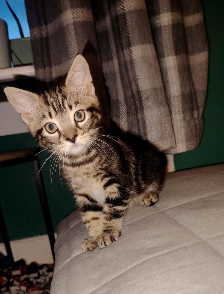 1 Kitten looking for a forever home. 