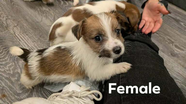 Jack Russell terriers 