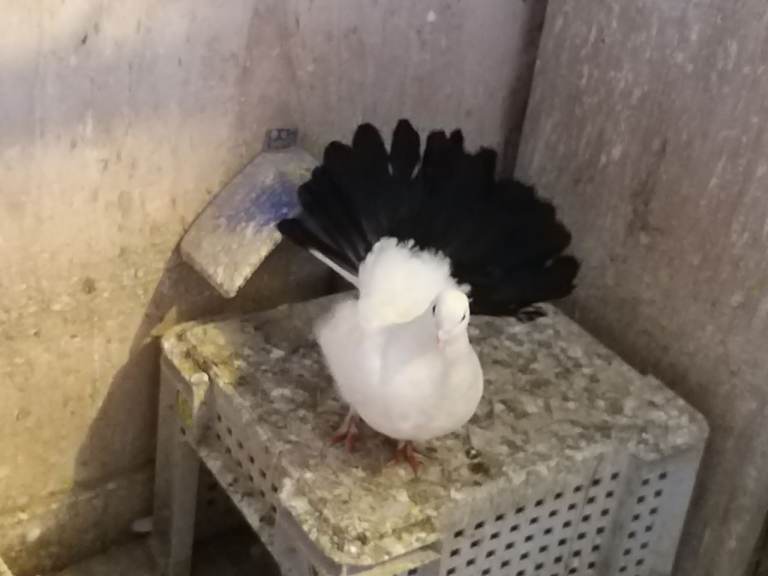 Fantail Pigeons for sale 