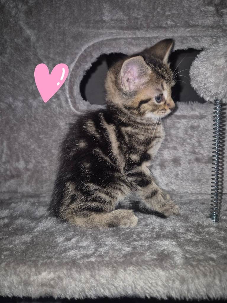  Gorgeous kittens available 🐱