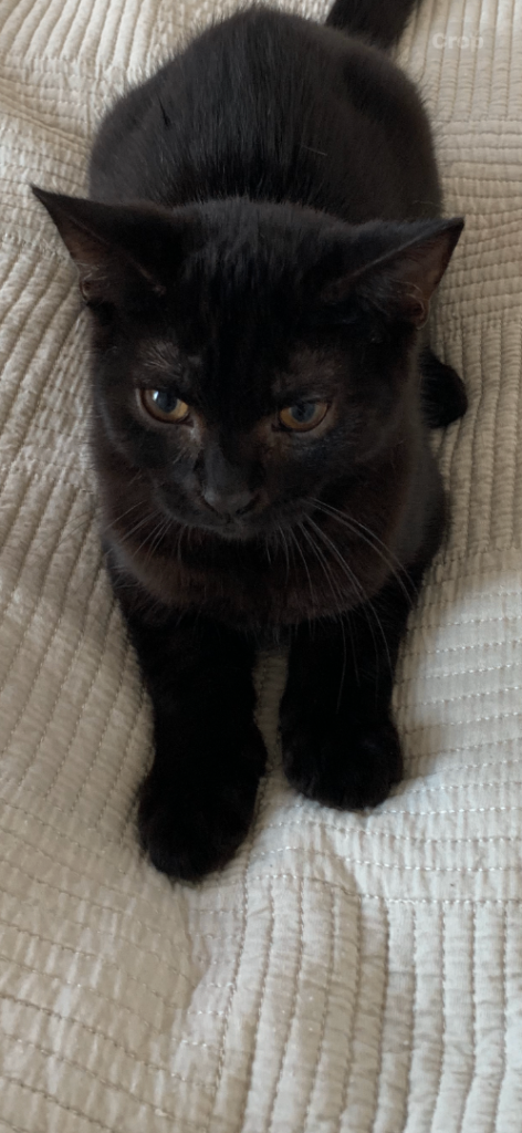 Kittens for sale 