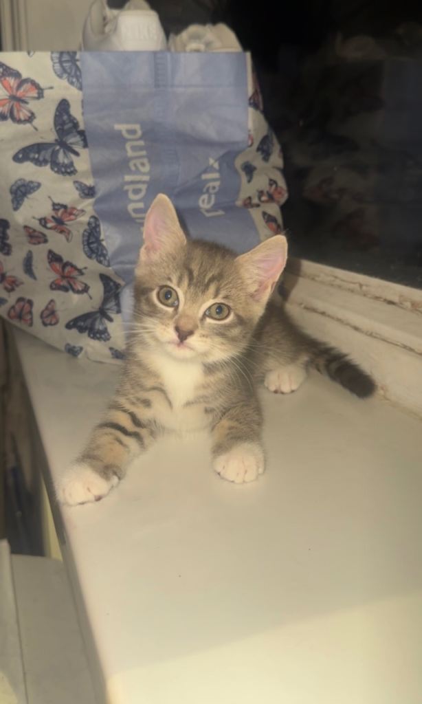 5 Beautiful Kittens Looking for Their Forever Homes🐾