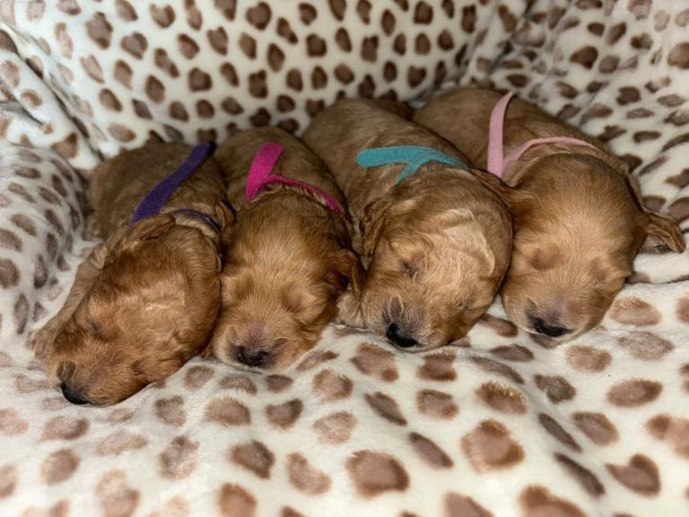 Maltipoo puppies F1b