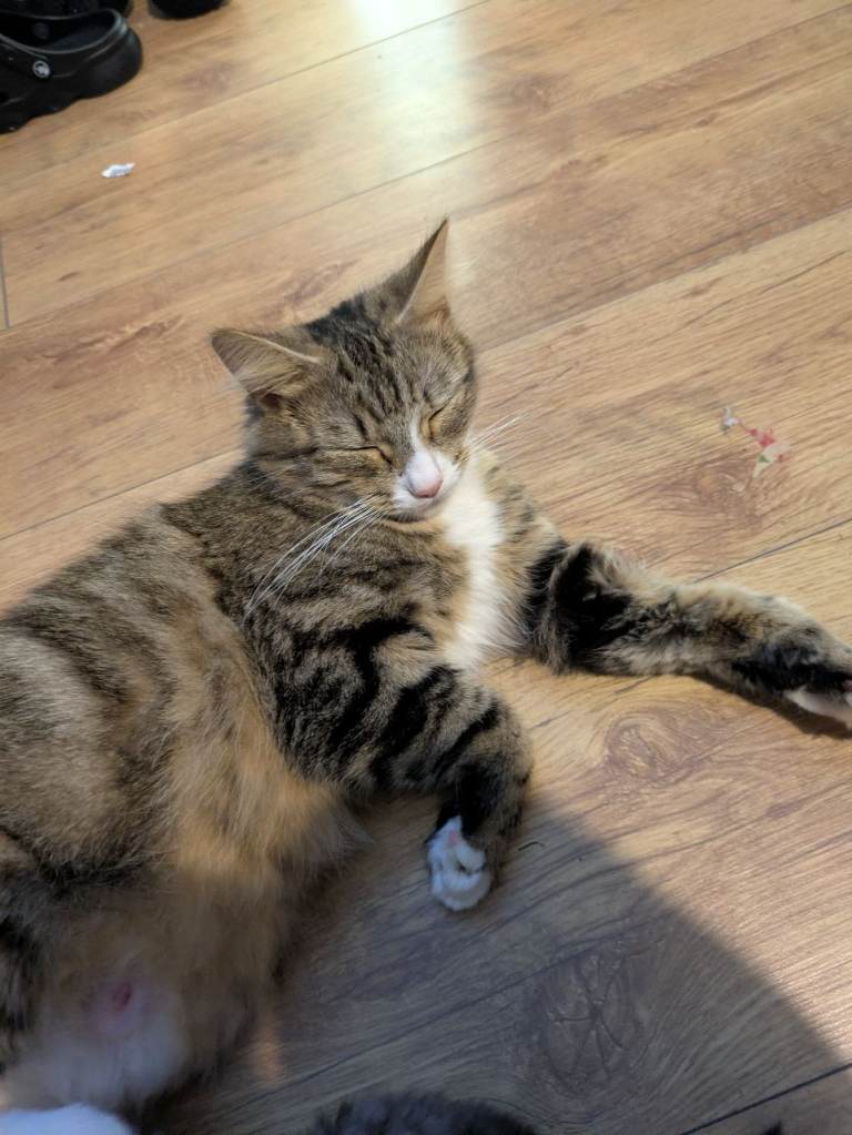 Beautiful 4 year old female
