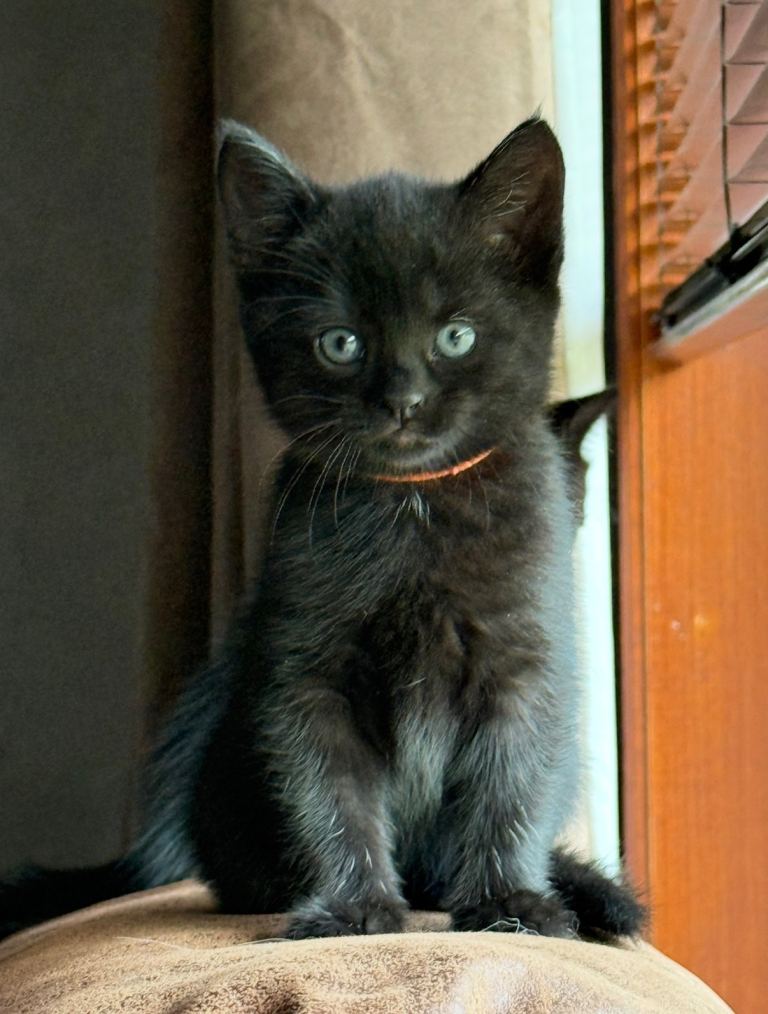 Female kitten 