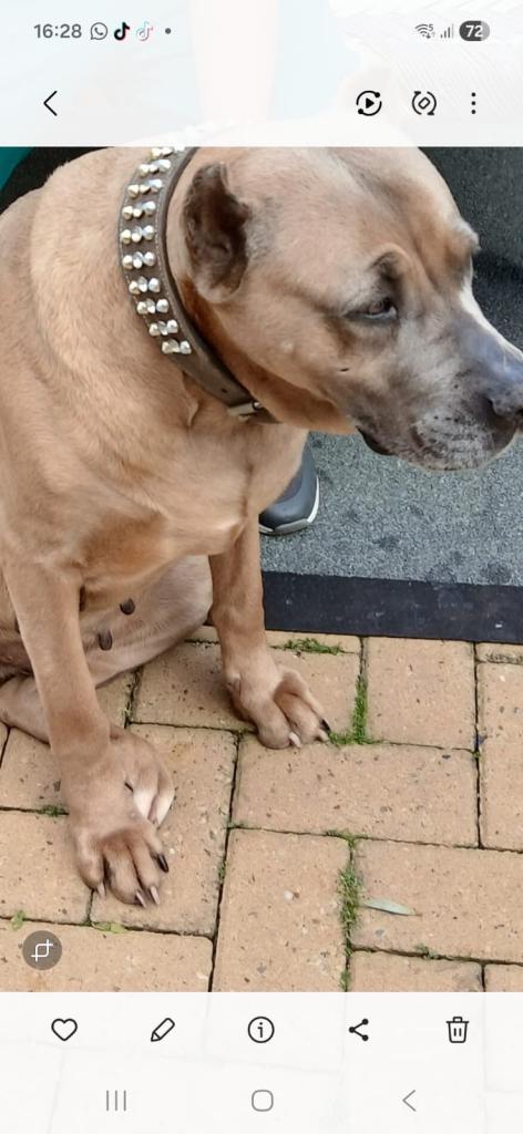 Cane corso 