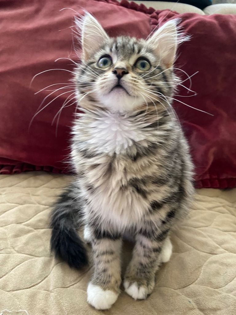 Maine Coon Another Absolutely Fascinatingly Beautiful Kitten for Sale