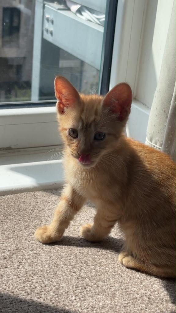 Kitten for sale