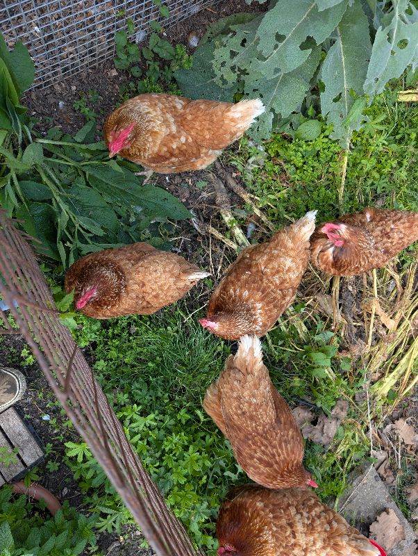 5 Brown Hens 
