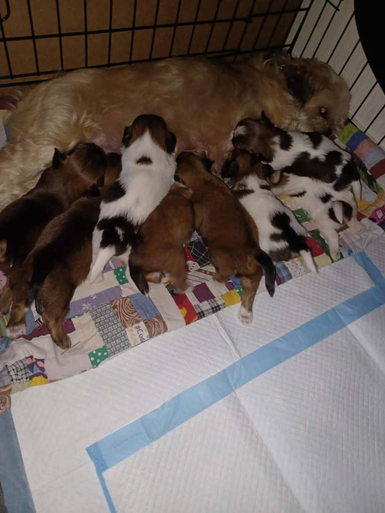 Stunning litter of Lhasa-Apso pups