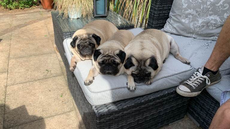  two senior pugs 