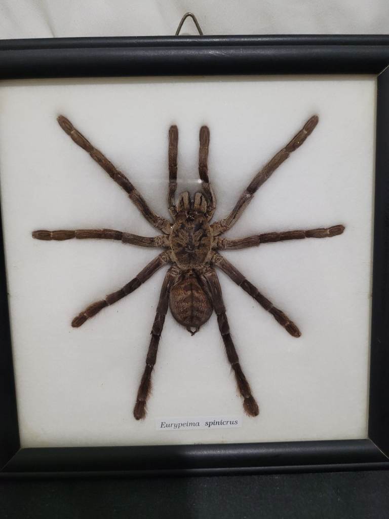 image for Vintage real framed spider