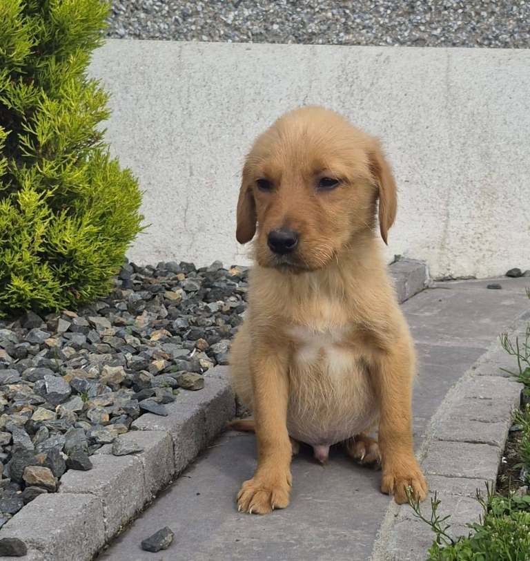 Beautiful labrador retriever pups £350