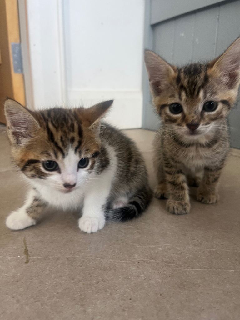 4 Beautiful tabby kittens 