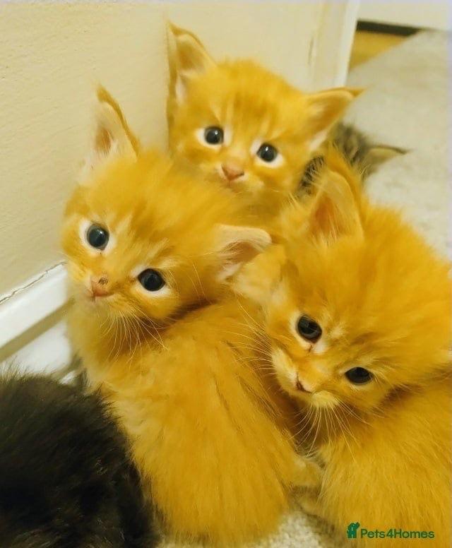 3 beautiful ginger male Maine Coon kittens for sale 