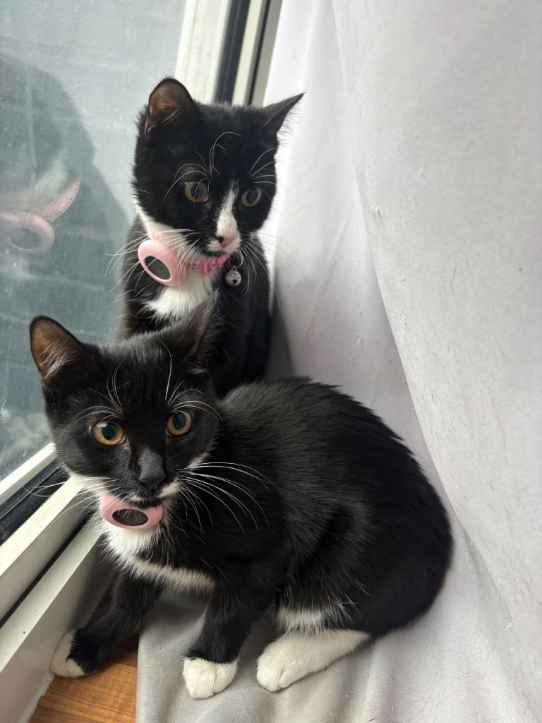 Two bonded kittens sisters 