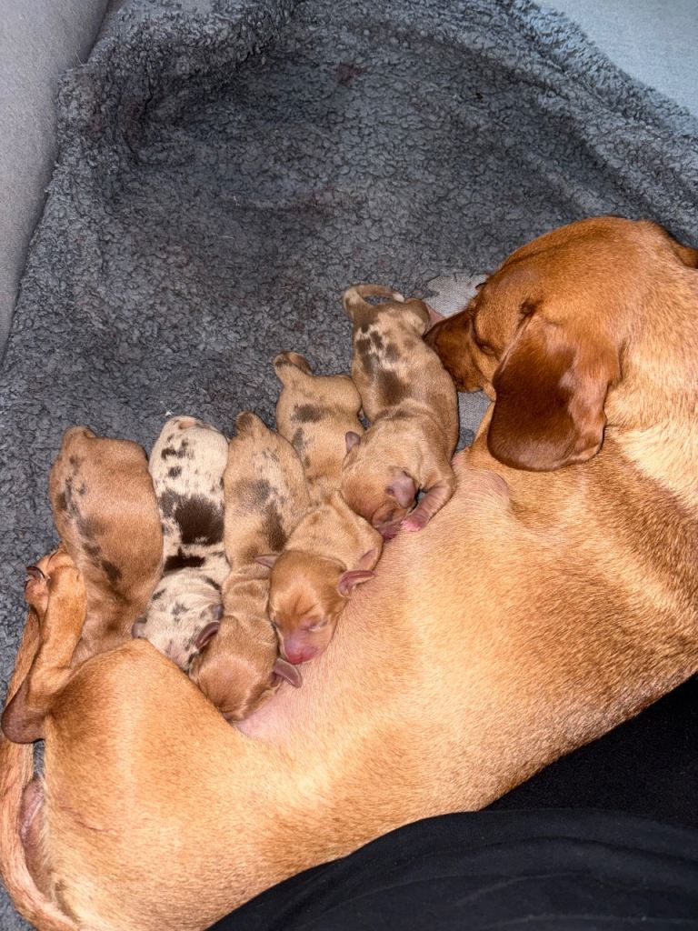 Miniature dachshund puppies 