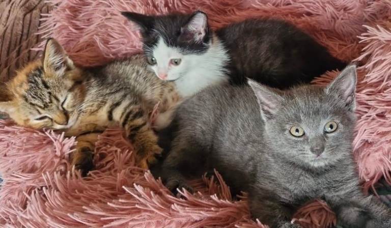 2 beautiful kittens to find their forever home 😻