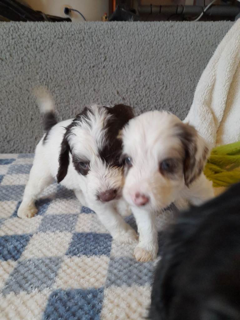 Gorgeous Sprockerpoo pups