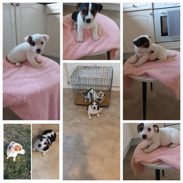 image for Jack Russell puppy’s 