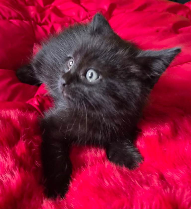Little kittens 