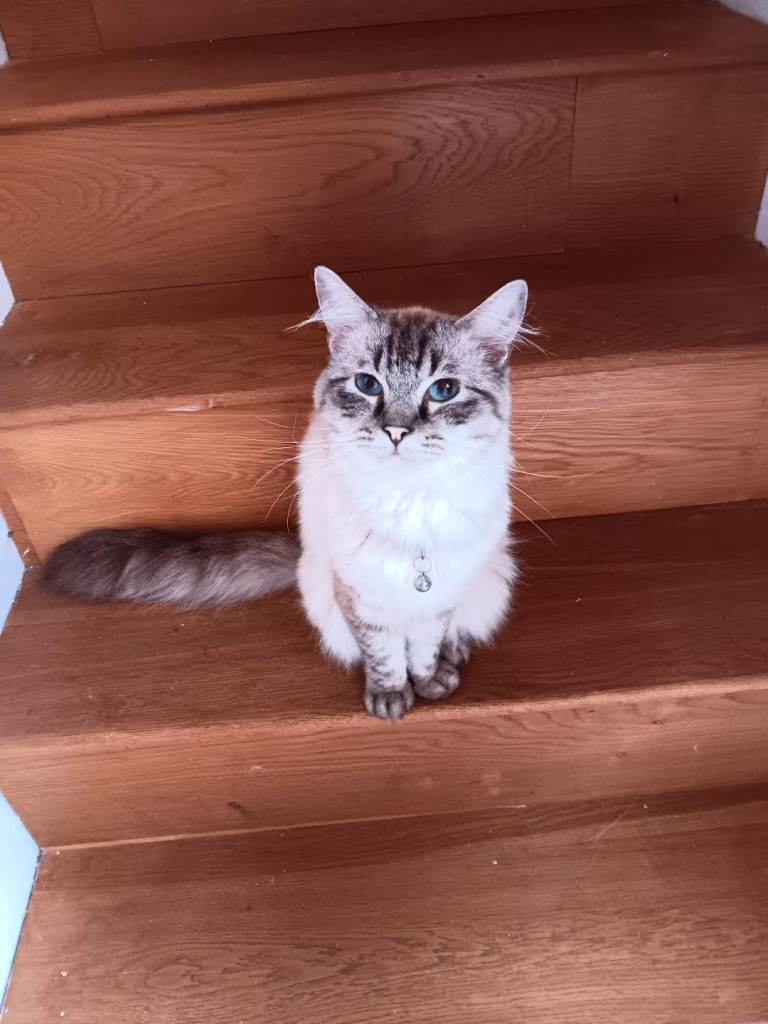 Male Blue linx Ragdoll for sale.