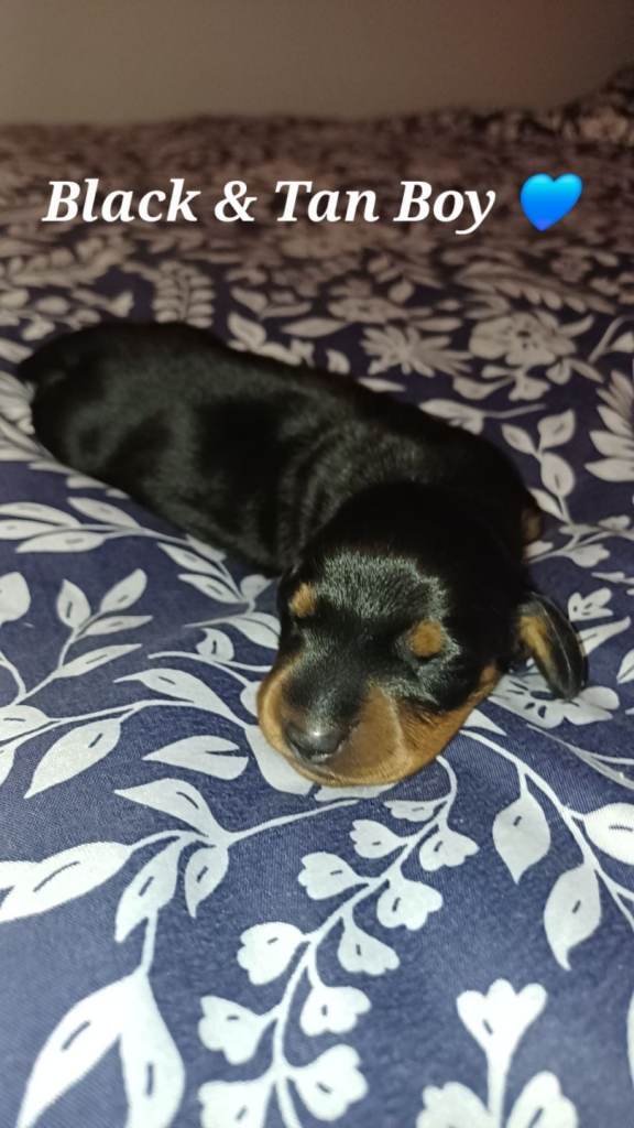 Miniature Dachshund Puppies