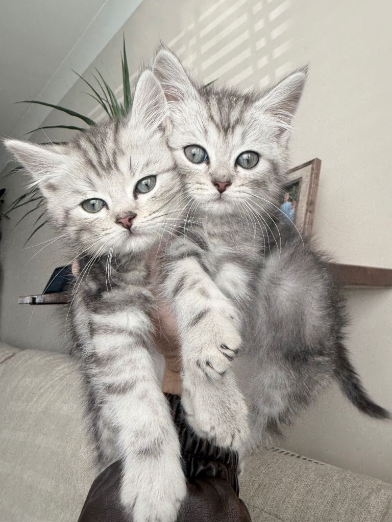 Ready to leave (2 boys left) - Gorgeous chinchilla Persian x Maine coon kittens 