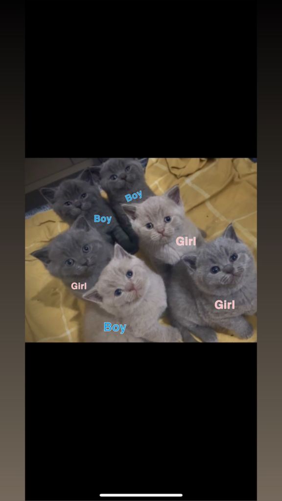 British shorthair kittens
