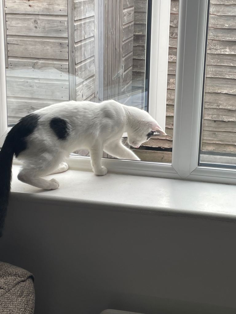 Charming Male Kitten – Sweet & Playful Companion Ready! 8 Months