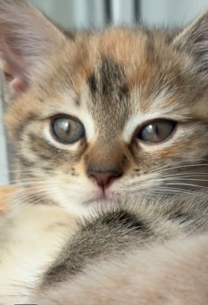 Cute kitten 