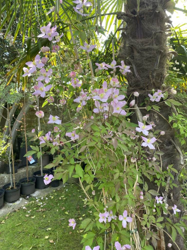 Stunning 8/9ft height Clematis Climbers in any different Colours and Varieties